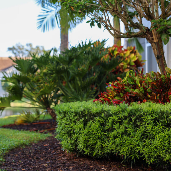 Abbey Thomas Landscapes work