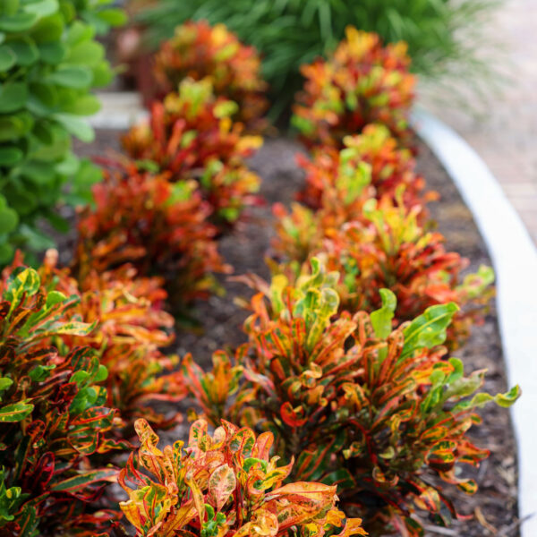 Abbey Thomas Landscapes work